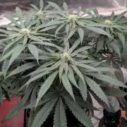 Sunset Sherb Go Fast