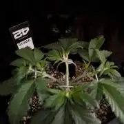 Guava Runtz Auto