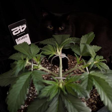 Guava Runtz Auto