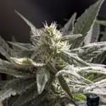 Twinning with Apples and Bananas