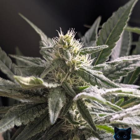 Twinning with Apples and Bananas