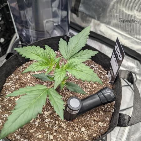 Guava Runtz Auto
