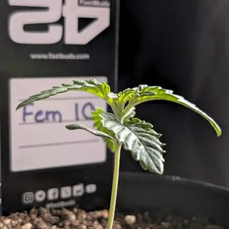 Fem 10 Photo