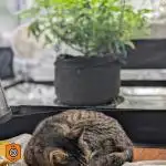 Clementine Slush - Catlife420