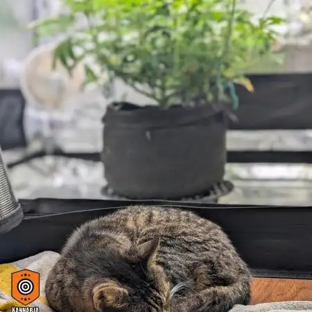 Clementine Slush - Catlife420