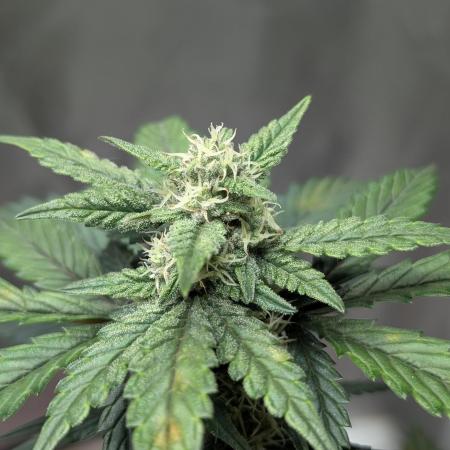 Gettin Frosty with Da Boys