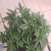 ROUGE OG KUSH & TAHOE OG KUSH