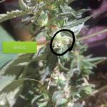 Making seeds autoflower
