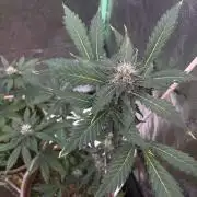 LSD-25 (7 plant run)