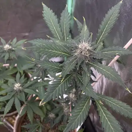 LSD-25 (7 plant run)