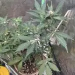 LSD-25 (7 plant run)