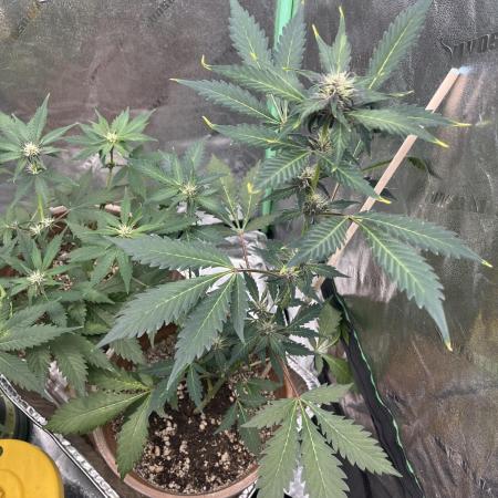 LSD-25 (7 plant run)