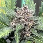 LSD-25 (7 plant run)