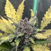 LSD-25 (7 plant run)