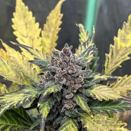 LSD-25 (7 plant run)