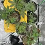 LSD-25 (7 plant run)