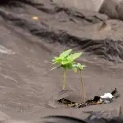 ILGM White Widow Auto