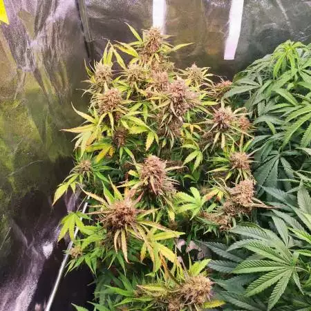 Northern Lights Auto Living Soil 