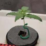 🔮 Purple Haze Auto