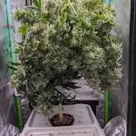 🍍 Pineapple Dream (DWC) by Kannabia