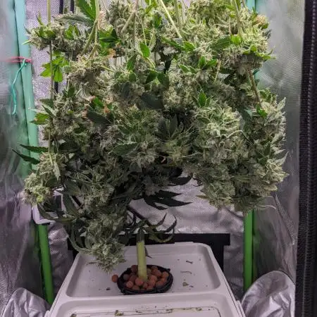 🍍 Pineapple Dream (DWC) by Kannabia