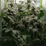 🍍 Pineapple Dream (DWC) by Kannabia