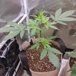 🍨🍊Cream Mandarine XL Auto