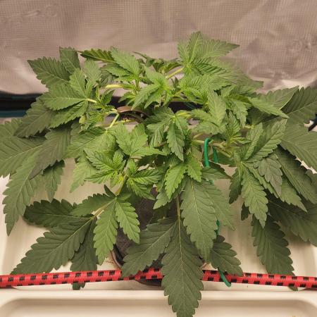 🔮 Purple Haze Auto