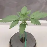 🔮 Purple Haze Auto