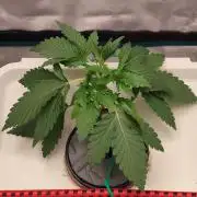 🔮 Purple Haze Auto