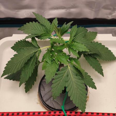 🔮 Purple Haze Auto