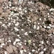 White Diesel Haze auto