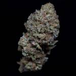 The Life of Pie, Ripper seeds-Chempie