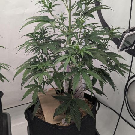 Purple Pickle Outdoor/Indoor