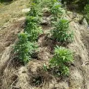Outdoor guerrilla Finland 26