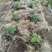 Outdoor guerrilla Finland 26