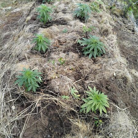 Outdoor guerrilla Finland 26