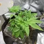 Barney's Farm LSD Feminized