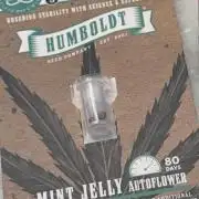 Mint Jelly Auto - Humboldt