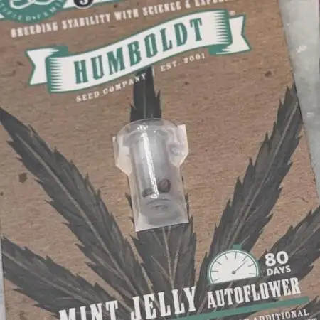 Mint Jelly Auto - Humboldt