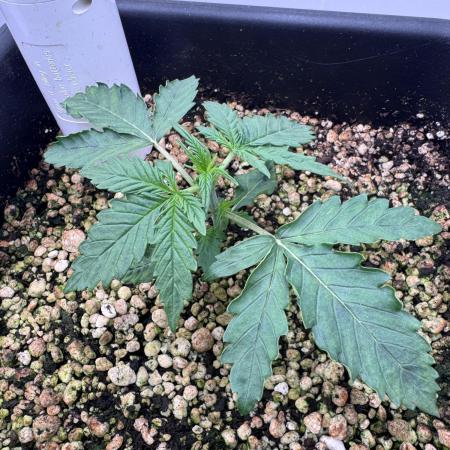 Daiquiri Lime Auto - Dutch Passion