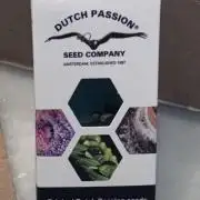 Daiquiri Lime Auto - Dutch Passion