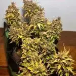 Cop2 PC Grow 