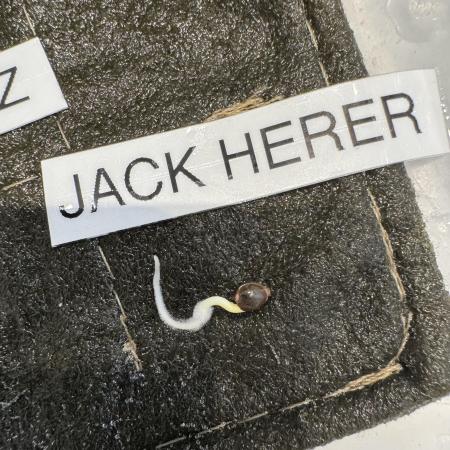 Jack Herer Auto - Seedsman