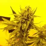 Moby-Dick autoflowers