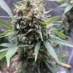 4 strains