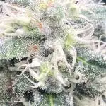4 strains