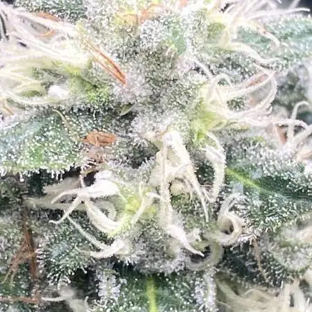 4 strains