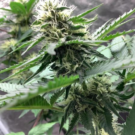 4 strains