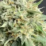 4 strains